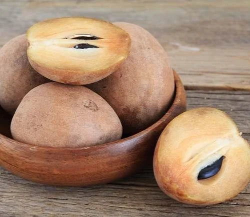 Bali Sapodilla Seeds (Manilkara zapota) – 35 Pcs Premium Rare Sweet Sawo Bali Chico Seeds