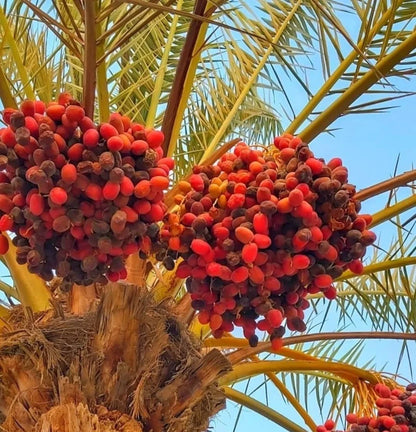 Premium 'Khuneizi' Date Palm Seeds (Phoenix dactylifera) – Authentic Omani/Emirati Heritage Red Date Cultivar (35 Count)