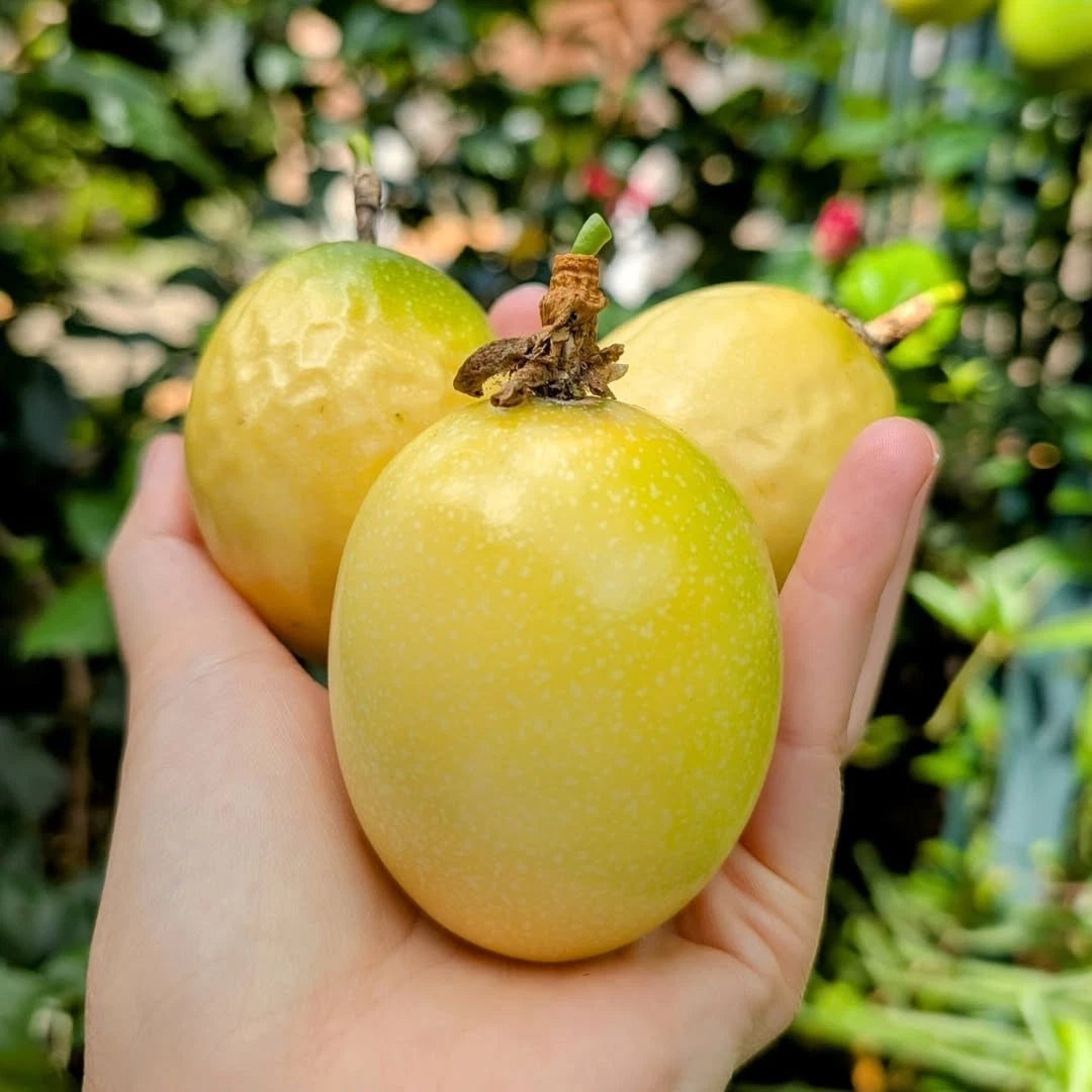25+ Giant Yellow Passion Fruit Seeds (Passiflora edulis f. flavicarpa) – Sweet Tropical Vine Seeds for Planting