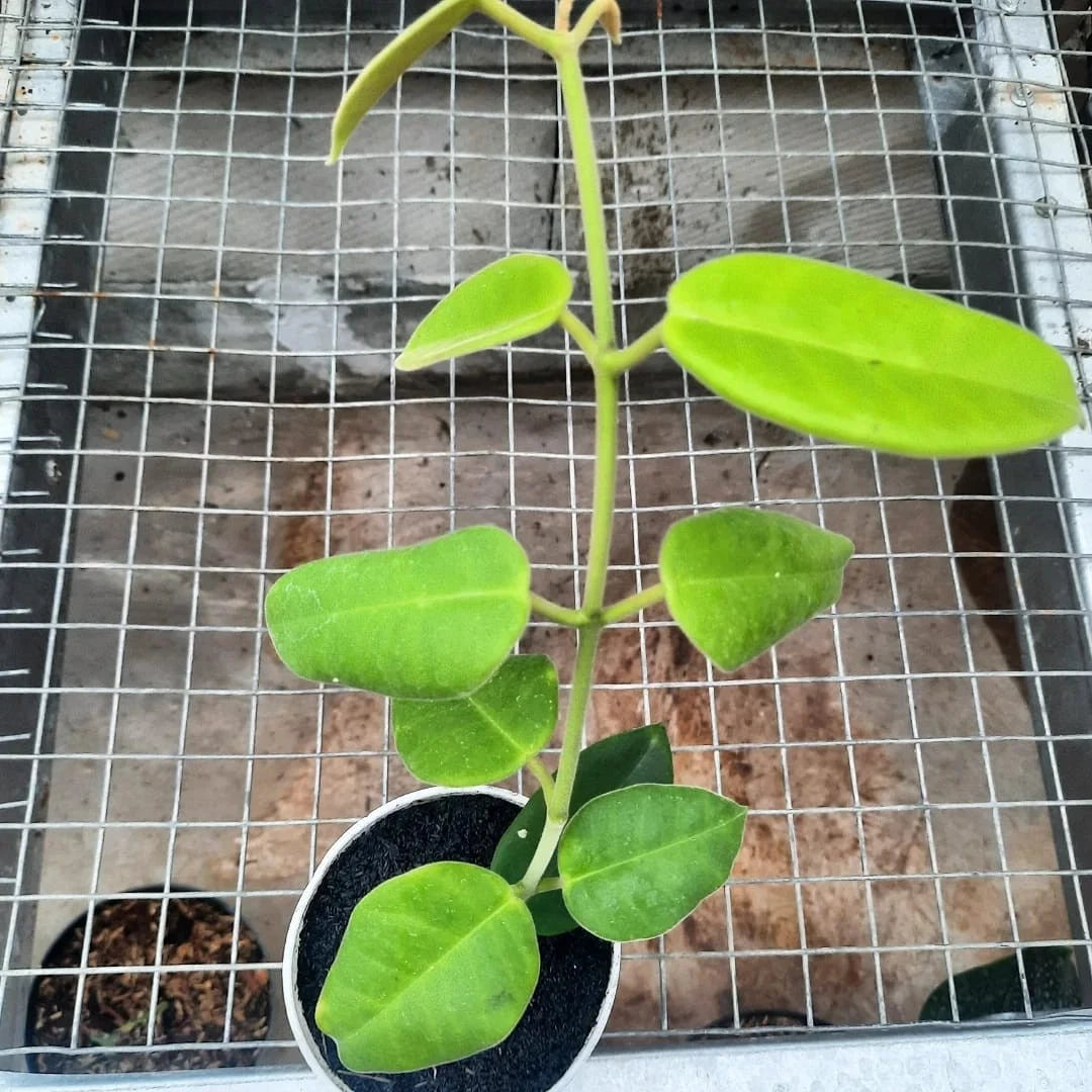 Hoya gigas – Spectacular Large-Leaf Rare Tropical Wax Vine