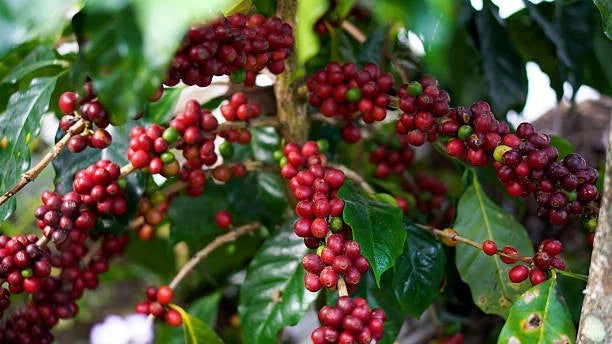 Robusta Coffee Seeds (Coffea canephora) – Premium Robusta Coffee Bean Plant Seeds for Planting (30+ Pcs)
