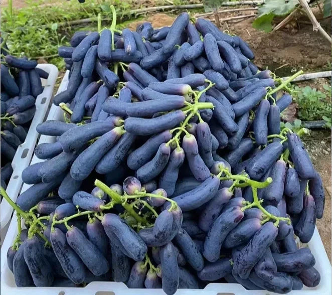 Premium Sweet Sapphire Grape Seeds (Vitis vinifera var. Sweet Sapphire) – Exotic Finger-Shaped Black Table Grape Fruit Seeds for Planting (100+ Pcs)