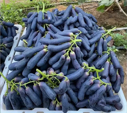 Premium Sweet Sapphire Grape Seeds (Vitis vinifera var. Sweet Sapphire) – Exotic Finger-Shaped Black Table Grape Fruit Seeds for Planting (100+ Pcs)