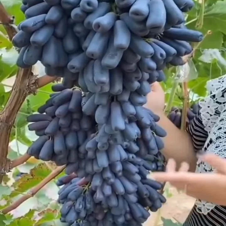 Moondrop Table Grape Seeds (Vitis vinifera var. Moondrop / 100+ Premium Sweet Finger Grape Seeds) – Premium Botanical Specimen Plant Seeds for Planting