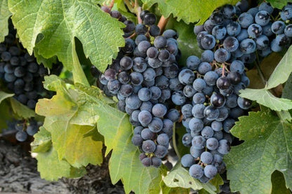 Pinot Noir Grape Seeds 100+ (Vitis vinifera) – Fresh Heirloom Red Wine Grape & Exotic Vineyard Fruit Plant Seeds for Cultivation