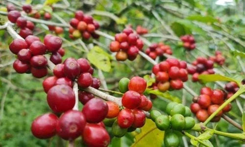 Certified S795 Coffee Seeds (Coffea arabica selection) – Heirloom Indian Exotic Coffee Bean Seeds for Planting (120+ Pcs)