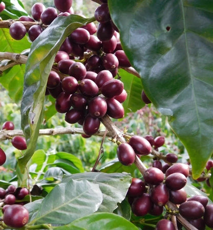 Bourbon Purple Coffee (Coffea arabica) – 120 Premium Certified Heirloom Seeds