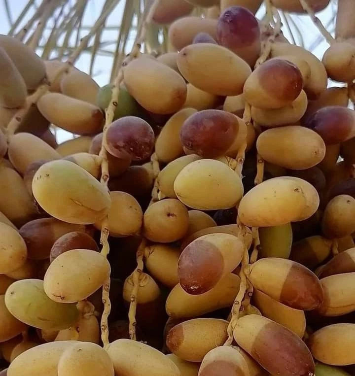 Sag'ai Date Palm Seeds (Phoenix dactylifera) – 35+ Premium Rare Arabian Two-Tone Date Seeds