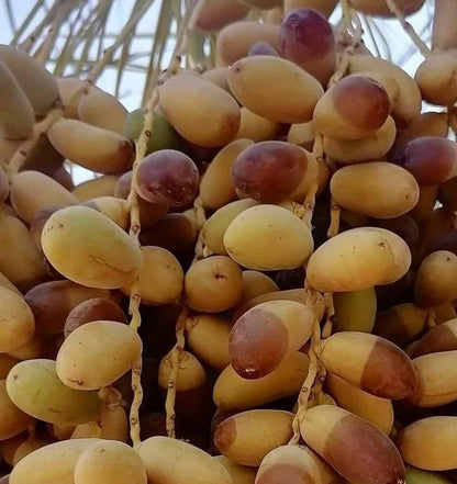 Sag'ai Date Palm Seeds (Phoenix dactylifera) – 35+ Premium Rare Arabian Two-Tone Date Seeds