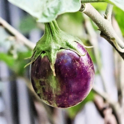 160+ Eggplant Seeds (Solanum melongena) – Bundling 4 Cultivar Garden Package Certified Heirloom Vegetable Seeds for Planting