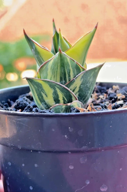 Sansevieria 'Tower' Variegated - Rare Architectural Specimen