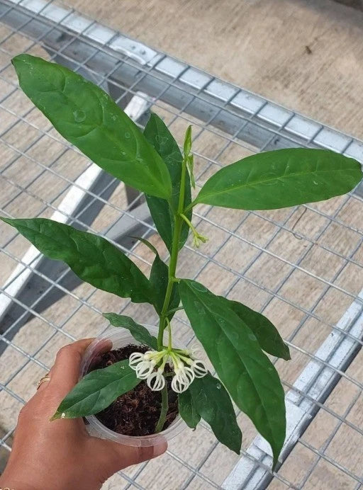 Rare Hoya Decipulae Live Plant - Premium Tropical Blooming Small Size Houseplant