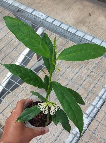 Rare Hoya Decipulae Live Plant - Premium Tropical Blooming Small Size Houseplant