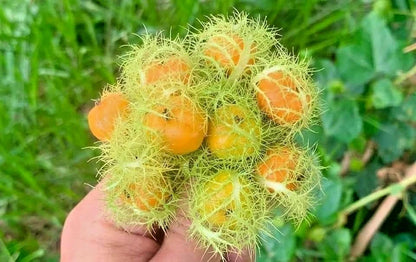 Mini Passion Fruit Rambosa Seeds (Passiflora foetida) – 2.000++ Premium Fresh Wild Passion Fruit / Stinking Passionflower Seeds for Planting
