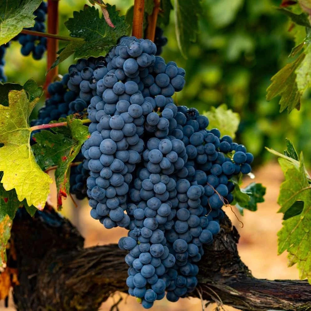 Tempranillo Grape Seeds (Vitis vinifera var. Tempranillo) – Premium Certified High-Yield Specialty Spanish Wine and Table Grape Vine Seeds for Planting (100 Pcs)