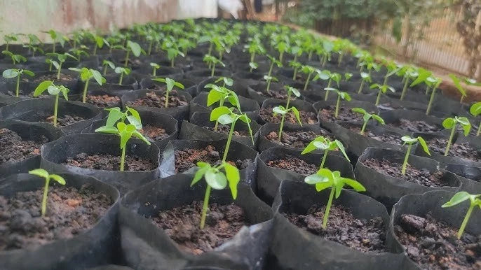 Dwarf Red Lady Papaya (Carica papaya) – 1,000+ Premium Seeds
