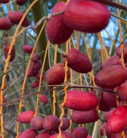 Sayer Sa'ir Date Palm (Phoenix dactylifera) – 35+ Premium Sweet Date Seeds