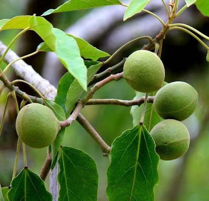 Candlenut (Aleurites moluccanus) – 50+ Premium Seeds (Kukui Nut)
