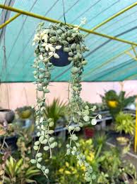 Dischidia Nummularia “Java” | Rare Tropical Trailing Plant | Very Beautiful Leaves | Exotic Houseplant