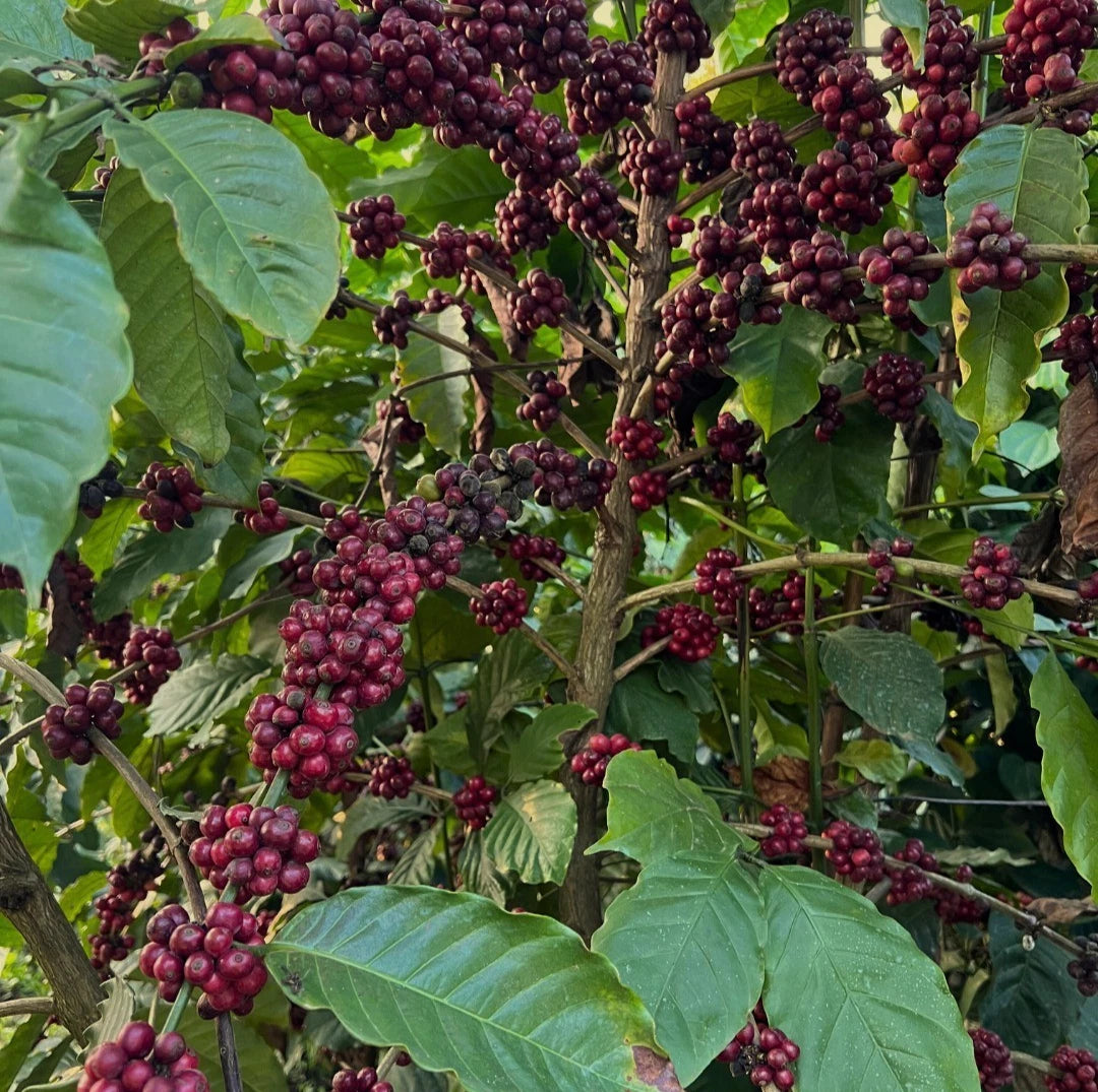 Ateng Super Coffee Seeds (Coffea sp. / 120+ Premium Indonesian Specialty Coffee Bean Seeds) – Premium Botanical Specimen Plant Seeds for Planting