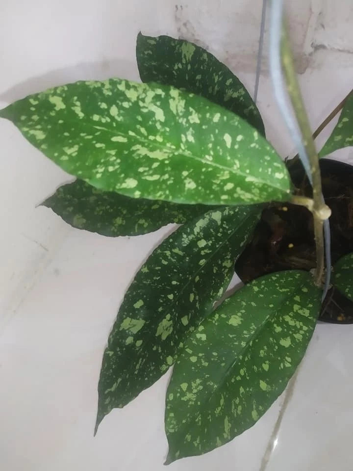 Hoya sp. Aceh 'Honey Dew' – Rare Tropical Wax Plant