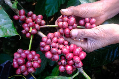 RAB C15 Coffee Seeds (Coffea arabica / robusta hybrid selection) – Rare Specialty Coffee Beans for Planting and Cultivation