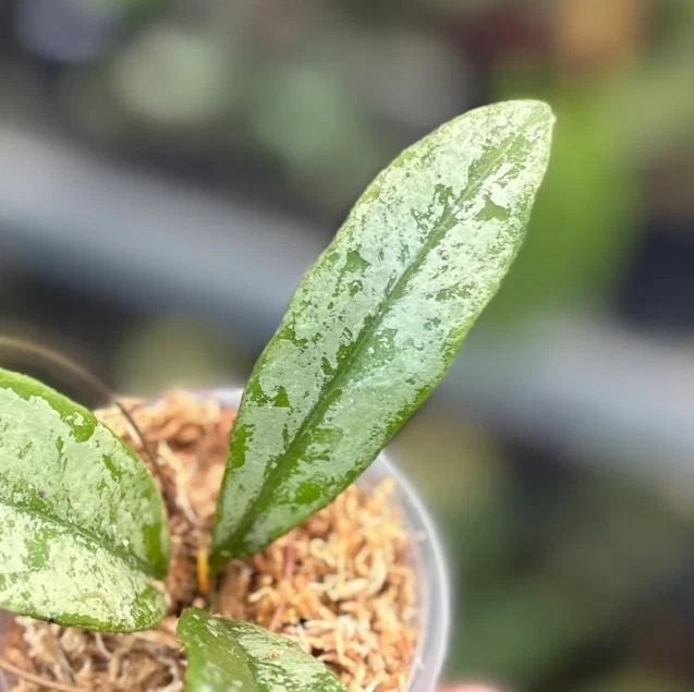 Hoya Buntokensis Silver Rare Wax Plant | Tropical Indoor Outdoor Hoya | Exotic Collector Houseplant