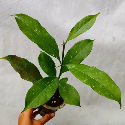 Rare Hoya Occultata - Premium Exotic Tropical Wax Plant Collector's Ivy
