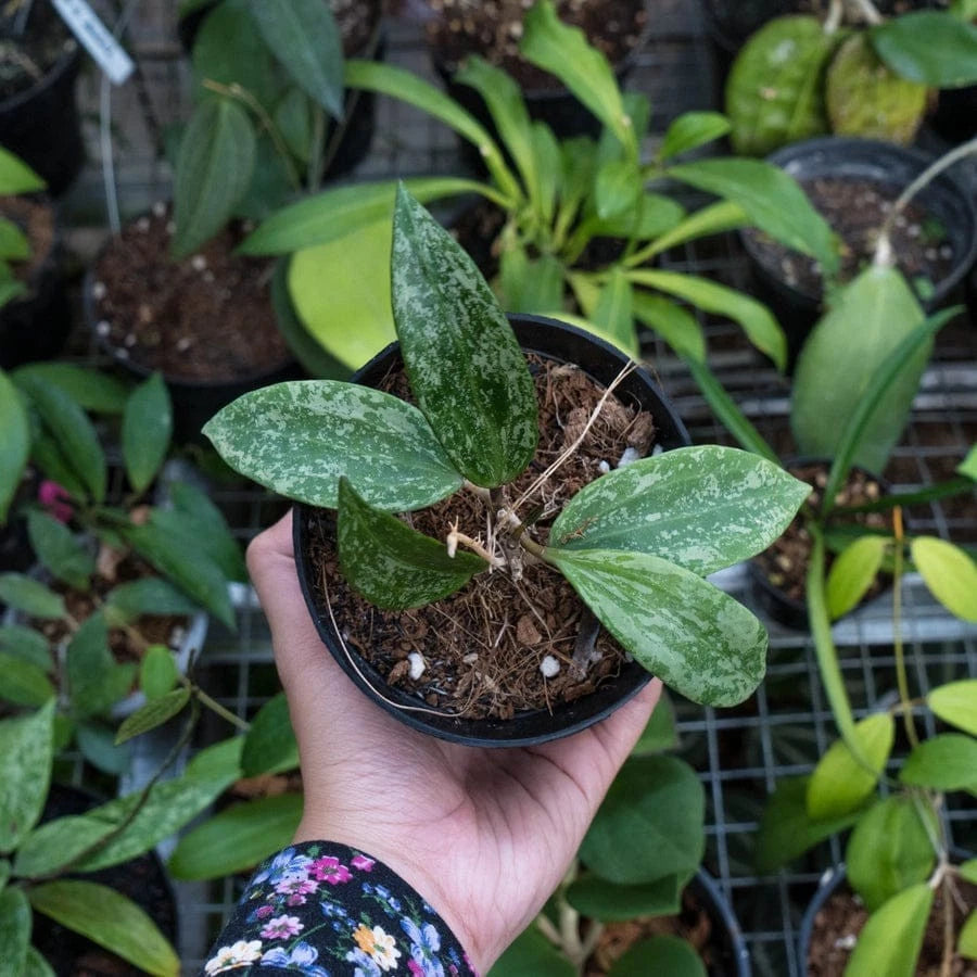Hoya 'Rangsan' Splash - Rare Tropical Wax Plant