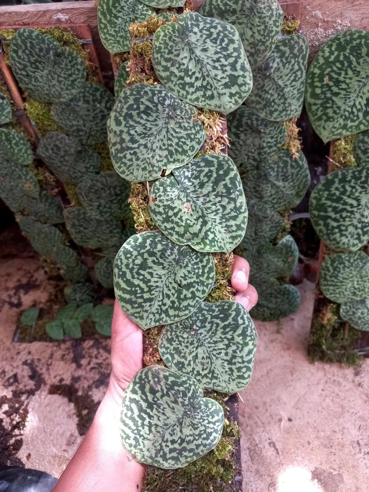 Rare Scindapsus Snake Scale Stabilo Sp. Borneo - Premium Exotic Tropical Shingle Plant Live Plant