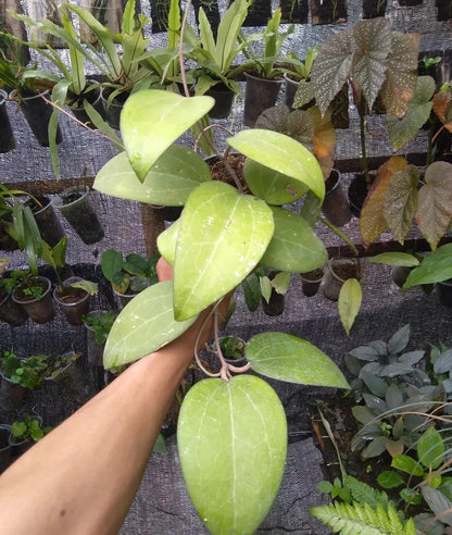 Rare Hoya Aff Vitellina IML 1348 - Premium Sun-Stressed Leaf Exotic Tropical Wax Plant