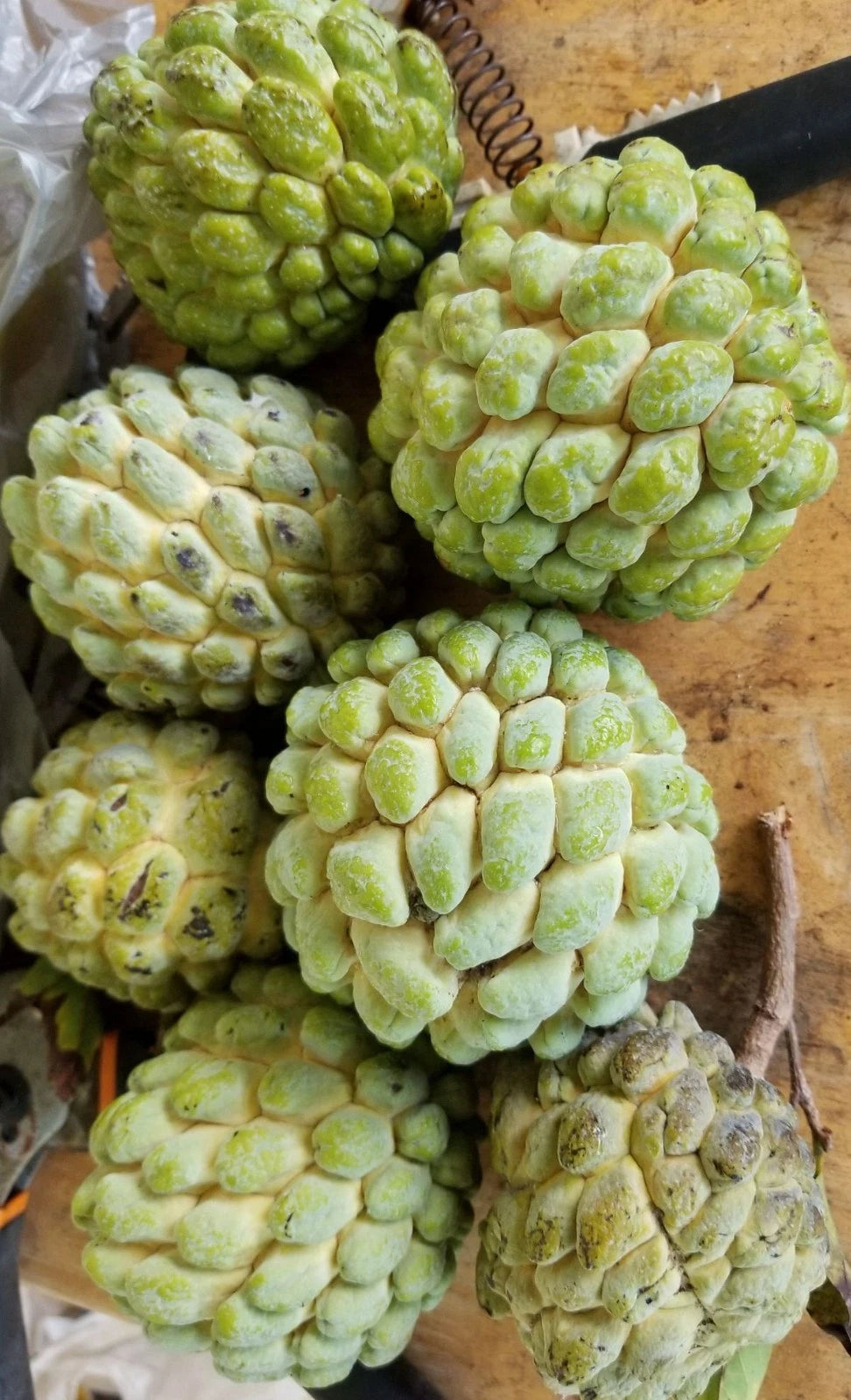 Big Australian Sugar Apple Seeds (Annona squamosa) – 1.000+ Premium Heirloom Giant Australian Custard Apple Seeds for Planting