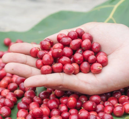 Mundo Novo Coffee Seeds (Coffea arabica / 120+ High-Yield Arabica Coffee Bean Seeds) – Premium Exotic Botanical Specimen Plant Seeds for Planting