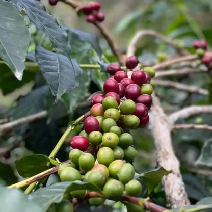 SL6 Coffee Seeds (Coffea arabica var. SL6) – Premium Certified High-Yield Gourmet Arabica Coffee Bean Plant Seeds for Planting