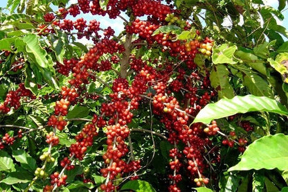Toraja Sapan Coffee Seeds (Coffea arabica var. Toraja Sapan) – Rare Premium Indonesian Specialty Coffee Beans for Planting and Cultivation