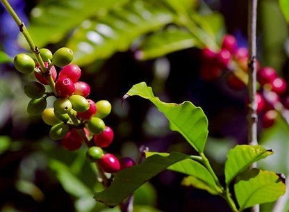 Ateng Jaluk Coffee Seeds (Coffea arabica) – 120 Premium Certified Sumatra Arabica Seeds for Planting