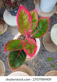 Aglaonema Suksom Jaipong Chinese Evergreen | Colorful Indoor Houseplant | Easy Care Live Plant