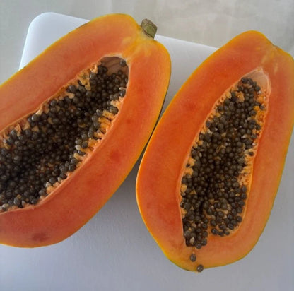 100+ 'Havana' Papaya Seeds (Carica papaya) – Premium Tropical Heirloom Genetic Stock (Collectors Quality)