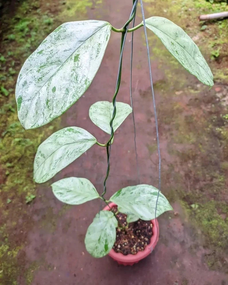 Hoya Coriacea 'Silver' – Rare Tropical Indoor Outdoor Wax Plant Certified Live Specimen for Planting