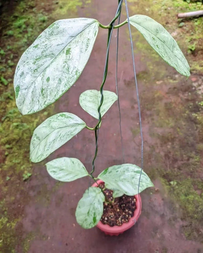 Hoya Coriacea 'Silver' – Rare Tropical Indoor Outdoor Wax Plant Certified Live Specimen for Planting