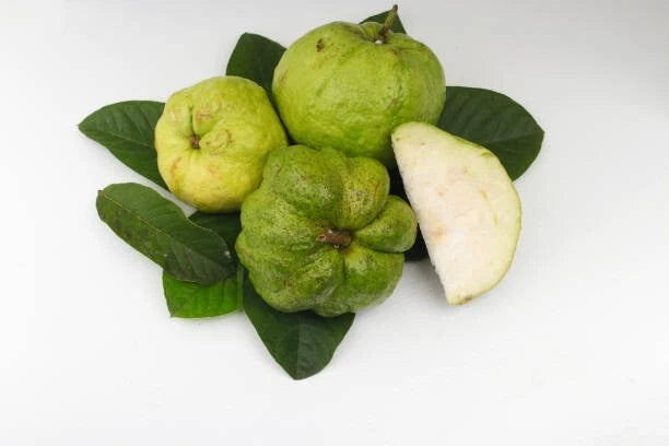 White Crystal Guava Seeds (Psidium guajava / 1000+ Fresh Tropical Fruit Tree Seeds) – Premium Exotic Botanical Specimen Plant Seeds for Planting