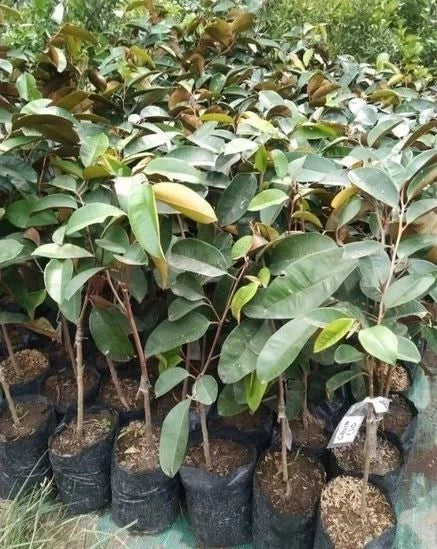 Purple Kenitu (Chrysophyllum cainito) – Premium Grafted Live Seedling (Pot Ready)