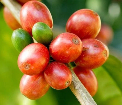 Bourbon Orange Coffee Seeds (Coffea arabica) – 120 Premium Certified Orange Bourbon Seeds for Planting