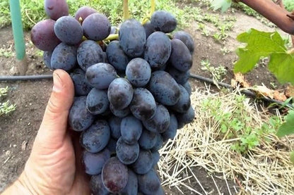 Lorano Grape Seeds 100+ pcs (Vitis vinifera 'Lorano') – Premium Certified Table and Wine Grape Vine Plant Seeds for Planting