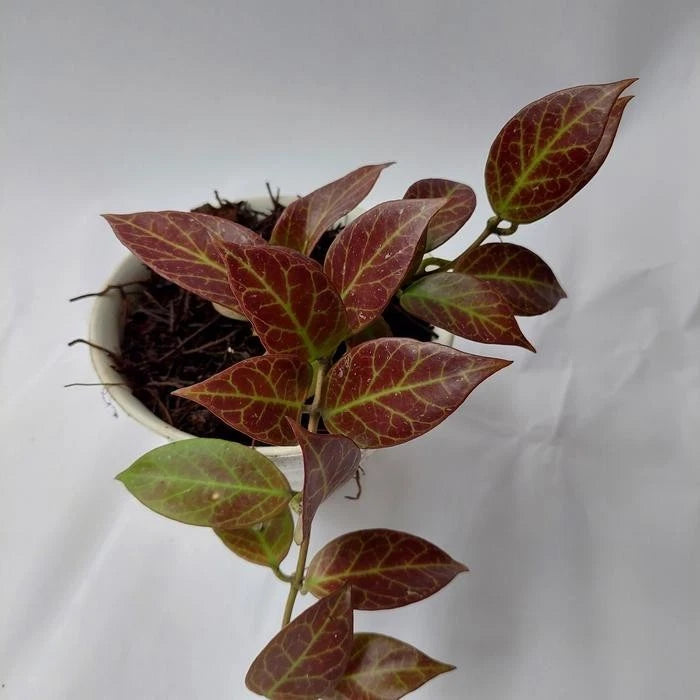 Premium Hoya Sunrise Red Live Plant (Hoya 'Sunrise') – Rare Hybrid Wax Plant Specimen with Sun-Stressed Foliage for Collectors