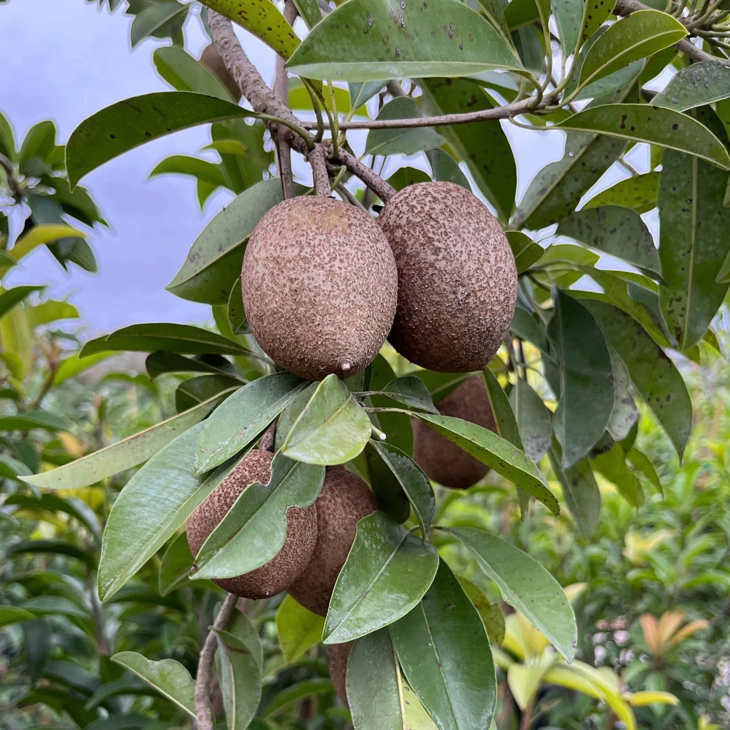 Pala Sapodilla Seeds (Manilkara zapota 'Pala') – 35 Premium Fresh Rare Honey-Karamel Sweet Pala Chico Zapote Seeds