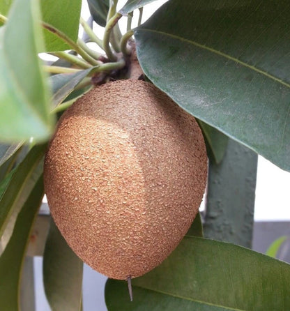 Pixbae Chico Sapodilla (Manilkara zapota) – 35+ Premium Seeds (Chikoo)
