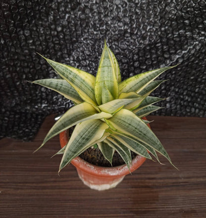 Sansevieria Gabriel White Variegated - Rare Tropical Snake Plant
