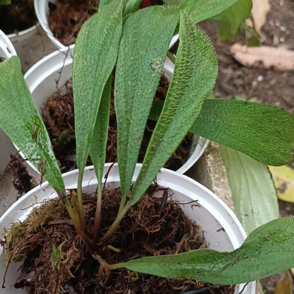 Homalomena hasei 'Sumatera' - Rare Tropical Aroid