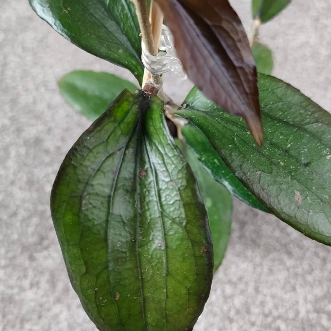 Rare Hoya Erythrina Bajo - Premium Veiny Leaf Exotic Tropical Wax Plant